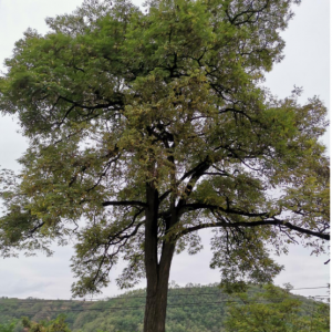 �~���V�^����Щ���L����ď�ǰ���£�